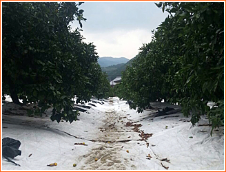 マルチみかんについて